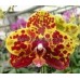 Орхидея 2 ветки (Chang-Yuan-Golden-Peoker-Amber)